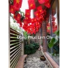 Cờ dây Hoả tốc Hà Nội Tổ Quốc và Đảng treo vải đẹp trang trí lễ Tết, lễ hội, khu phố Giá 50.000 4