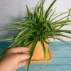 Cỏ Lan Chi - Cây Dây Nhện Mini, Cây Cảnh Trang Trí Nội Thất Giá 19.000 VNĐ 4