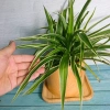 Cỏ Lan Chi - Cây Dây Nhện Mini, Cây Cảnh Trang Trí Nội Thất Giá 19.000 VNĐ 5