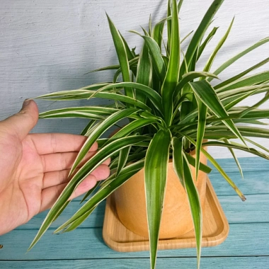Cỏ Lan Chi - Cây Dây Nhện Mini, Cây Cảnh Trang Trí Nội Thất Giá 19.000 VNĐ 5 Cỏ Lan Chi - Cây Dây Nhện Mini, Cây Cảnh Trang Trí Nội Thất Giá 19.000 VNĐ 5