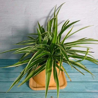 Cỏ Lan Chi - Cây Dây Nhện Mini, Cây Cảnh Trang Trí Nội Thất Giá 19.000 VNĐ