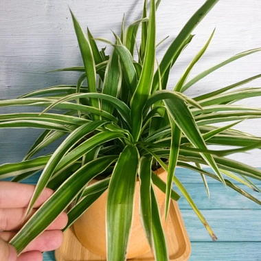 Cỏ Lan Chi - Cây Dây Nhện Mini, Cây Cảnh Trang Trí Nội Thất Giá 19.000 VNĐ