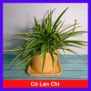 Cỏ Lan Chi - Cây Dây Nhện Mini, Cây Cảnh Trang Trí Nội Thất Giá 19.000 VNĐ 10