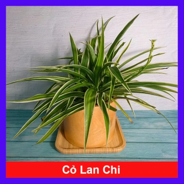 Cỏ Lan Chi - Cây Dây Nhện Mini, Cây Cảnh Trang Trí Nội Thất Giá 19.000 VNĐ 10 Cỏ Lan Chi - Cây Dây Nhện Mini, Cây Cảnh Trang Trí Nội Thất Giá 19.000 VNĐ 10