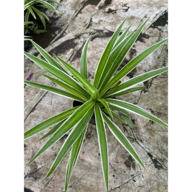 Cỏ lan chi chất lượng - Giảm cân, tăng sức đề kháng - Giá ưu đãi 18.000đ (gốc 21.960đ)