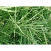 Cỏ mần trầu 1kg - Hương thơm tự nhiên, giảm giá 18% chỉ 50.000 VND, giao nhanh