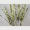 Cỏ mần trầu 1kg - Hương thơm tự nhiên, giảm giá 18% chỉ 50.000 VND, giao nhanh 4