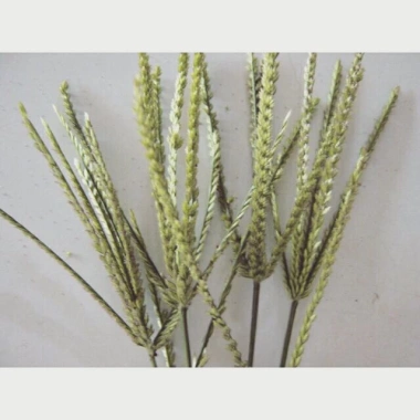 Cỏ mần trầu 1kg - Hương thơm tự nhiên, giảm giá 18% chỉ 50.000 VND, giao nhanh 4