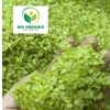 Cốm hữu cơ BIO ORGANIC loại 1 – Giảm giá 31.000₫, thơm ngon, an toàn, dinh dưỡng cao 5