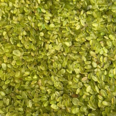 Cốm Xanh Dẹp 500g Đặc Sản To Dày Không Bảo Quản - Nấu Chè, Làm Chả Giá 27.999 VND