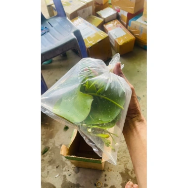 Combo 1-6 lá hoa thủy nữ thả bể cá cảnh - Trang trí thủy sinh, giá sỉ 9.000đ 3
