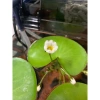 Combo 1-6 lá hoa thủy nữ thả bể cá cảnh - Trang trí thủy sinh, giá sỉ 9.000đ 5