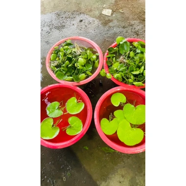 Combo 1-6 lá hoa thủy nữ thả bể cá cảnh - Trang trí thủy sinh, giá sỉ 9.000đ 6