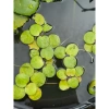 Combo 10 Cây Bèo Nhật Trang Trí Bể Thủy Sinh - Giá Ưu Đãi 10.000đ 2