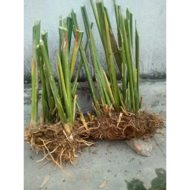 Combo 10 cây giống lá dong nếp gói bánh chưng xanh - 100.500 VND, sinh truong nhanh