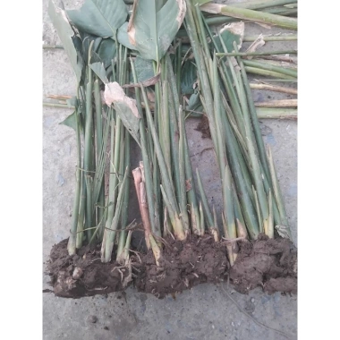 Combo 10 cây giống lá dong nếp gói bánh chưng xanh - 100.500 VND, sinh truong nhanh