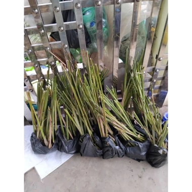 Combo 10 cây giống lá dong nếp gói bánh chưng xanh - 100.500 VND, sinh truong nhanh