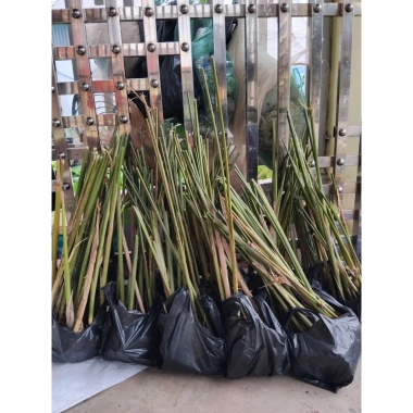 Combo 10 cây giống lá dong nếp gói bánh chưng xanh - 100.500 VND, sinh truong nhanh