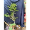 Combo 10 cây linh sam + 86 cây giống 40cm - Giá 230.000đ, sinh nhanh, năng suất cao