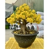 Combo 10 Chậu Nhựa Phúc Lộc Thọ T33 - 5 Đỏ + 5 Đen Giả Đá, Chậu Bonsai Giá ưu đãi 87.750đ 6
