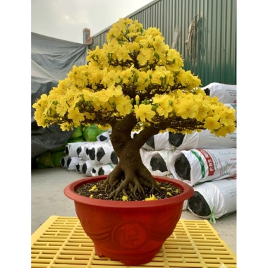 Combo 10 Chậu Nhựa Phúc Lộc Thọ T33 – Chậu Trồng Hoa & Bonsai, Giá 89.000đ Giảm Đặc Biệt 6