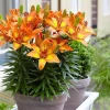 Combo 10 củ hoa ly lùn - Giá chỉ 100.000₫, tiết kiệm 20.000, tươi ngon, đảm bảo chất lượng, giao nhanh