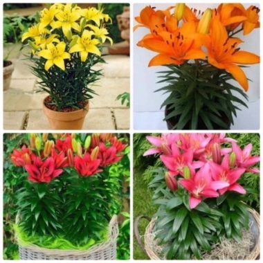 Combo 10 củ hoa ly lùn - Giá chỉ 100.000₫, tiết kiệm 20.000, tươi ngon, đảm bảo chất lượng, giao nhanh