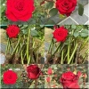 Combo 10 gốc hoa hồng đỏ pháp - Đỏ Nhung, tặng kèm kích rễ, chỉ 89.000 VNĐ 4