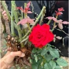 Combo 10 gốc hoa hồng đỏ pháp - Đỏ Nhung, tặng kèm kích rễ, chỉ 89.000 VNĐ 7