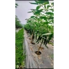 Combo 10 Hoa + 10 Canxi - Hoa, Chống Rụng Thui, Hiệu Quả Cây - 1,26 triệu 7