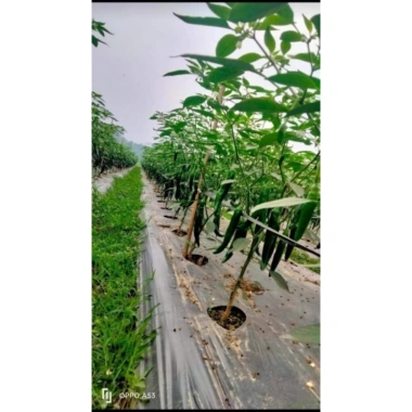 Combo 10 Hoa + 10 Canxi - Hoa, Chống Rụng Thui, Hiệu Quả Cây - 1,26 triệu