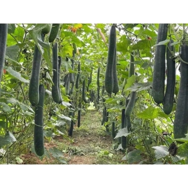 Combo 10 Hoa + 10 Canxi - Hoa, Chống Rụng Thui, Hiệu Quả Cây - 1,26 triệu