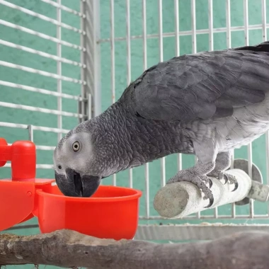 Combo 10 Máng Uống và 1 Mũi Khoan Tự Động Chảy - Giải Pháp Tiết Kiệm Chi Phí cho Gà Vịt Ngan Gia Cầm, Giá chỉ 59.000đ 2