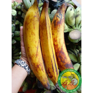 Combo 10 trái tá quà loạ đặc biệt - Giá ưu đãi 130.000đ, chỉ 159.900đ