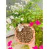 Combo 15 gói hạt hướng dương mix 3 vị tự nhiên dừa óc chó 55g - Giá chỉ 109.000đ 3