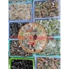 Combo 1kg Thập Cẩm 15 Loại Kẹo Đặc Sản Bến Tre Mix Vị - Giảm Giá 160.000đ 2