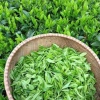 Combo 2 Cây chè xanh Thái Nguyên - Dùng pha trà, làm bánh, chỉ 29.000₫