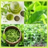 Combo 2 Cây chè xanh Thái Nguyên - Dùng pha trà, làm bánh, chỉ 29.000₫ 3