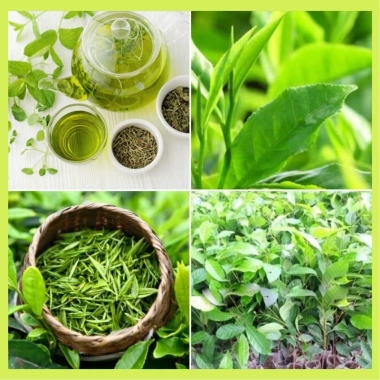 Combo 2 Cây chè xanh Thái Nguyên - Dùng pha trà, làm bánh, chỉ 29.000₫ 3