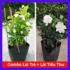 Combo 2 cây lài trà + lài tiểu thư - Giá chỉ 68.000đ, chất lượng cao, hương vị tinh tế