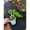Combo 2 chậu cây cần thăng bé dễ trồng - Giá gốc 180,700, giảm còn 139,000 VNĐ