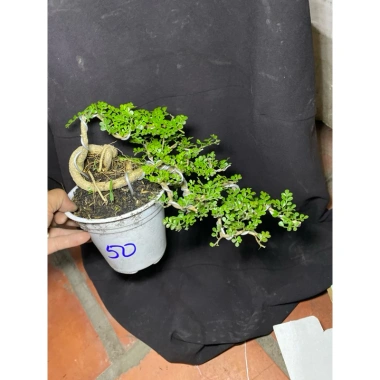 Combo 2 chậu cây cần thăng bé dễ trồng - Giá gốc 180,700, giảm còn 139,000 VNĐ 2 Combo 2 chậu cây cần thăng bé dễ trồng - Giá gốc 180,700, giảm còn 139,000 VNĐ 2