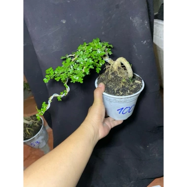 Combo 2 chậu cây cần thăng bé dễ trồng - Giá gốc 180,700, giảm còn 139,000 VNĐ