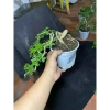 Combo 2 chậu cây cần thăng bé dễ trồng - Giá gốc 180,700, giảm còn 139,000 VNĐ 5