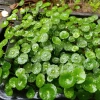 Combo 2 chậu cây thủy sinh rau má dù & cỏ đồng tiền - Dễ chơi không cần CO2, chỉ 29.000 VND