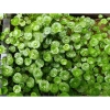 Combo 2 chậu cây thủy sinh rau má dù & cỏ đồng tiền - Dễ chơi không cần CO2, chỉ 29.000 VND 2