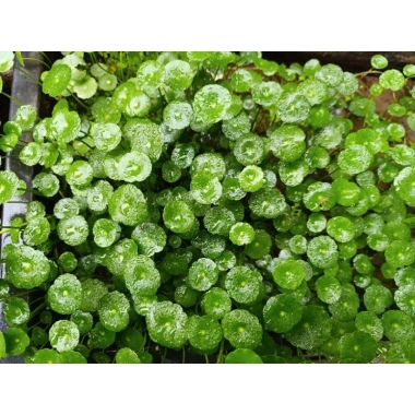 Combo 2 chậu cây thủy sinh rau má dù & cỏ đồng tiền - Dễ chơi không cần CO2, chỉ 29.000 VND 2