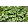 Combo 2 chậu cây thủy sinh rau má dù & cỏ đồng tiền - Dễ chơi không cần CO2, chỉ 29.000 VND 3