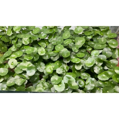 Combo 2 chậu cây thủy sinh rau má dù & cỏ đồng tiền - Dễ chơi không cần CO2, chỉ 29.000 VND 3