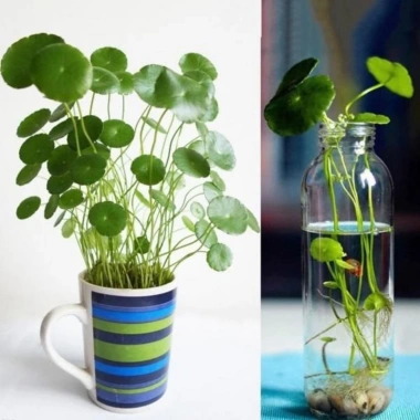 Combo 2 chậu cây thủy sinh rau má dù & cỏ đồng tiền - Dễ chơi không cần CO2, chỉ 29.000 VND 7